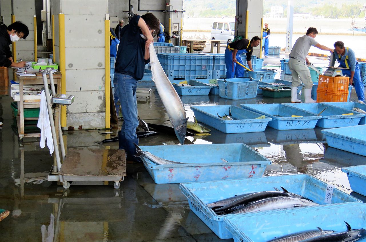 秋の手結漁港で水揚げされていた大型マグロ類 土佐料理 旬の鰹がゆく 秋の手結漁港で水揚げされていた大型マグロ類 土佐料理 旬の鰹がゆく