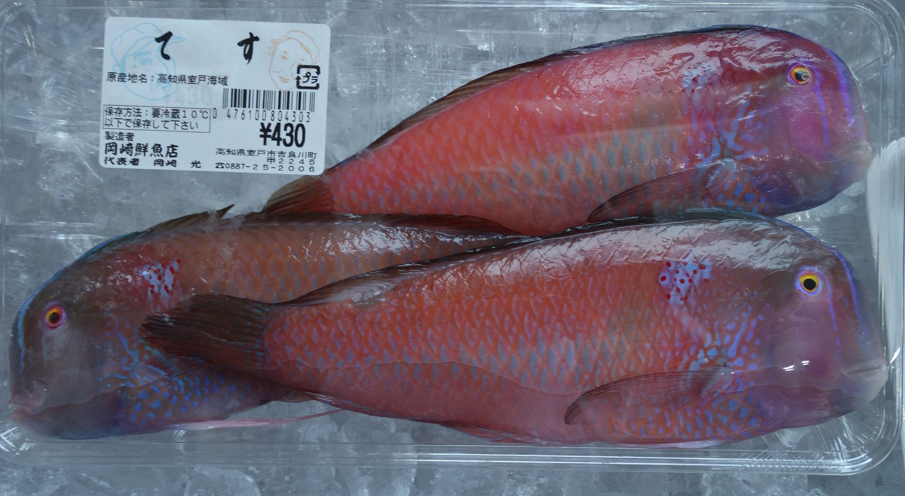 テンス : 土佐料理 旬の鰹がゆく!