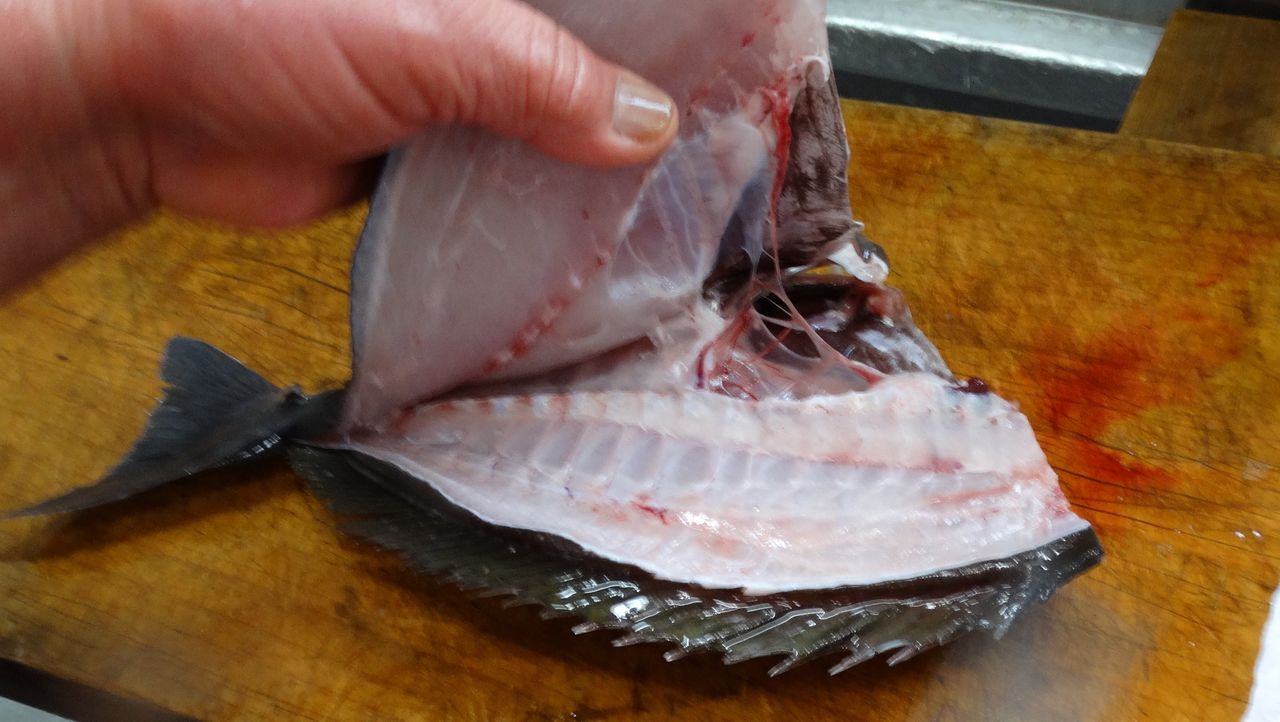 天然活魚ニザダイ料理 土佐料理 旬の鰹がゆく 天然活魚ニザダイ料理 土佐料理 旬の鰹がゆく