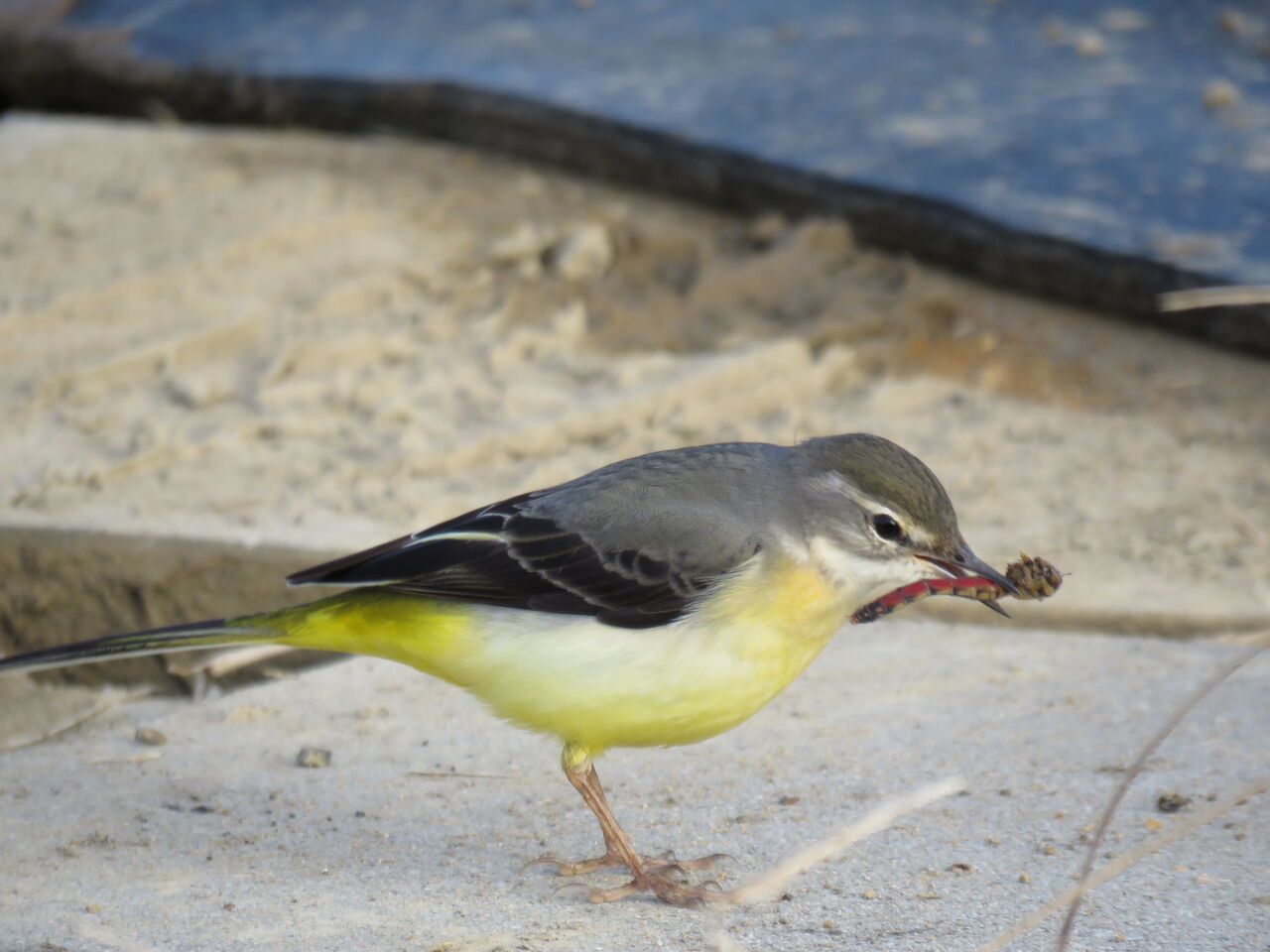 Red Pepper Colorのトンボ 土佐料理 旬の鰹がゆく
