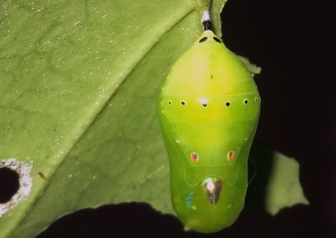 アサギマダラ蛹