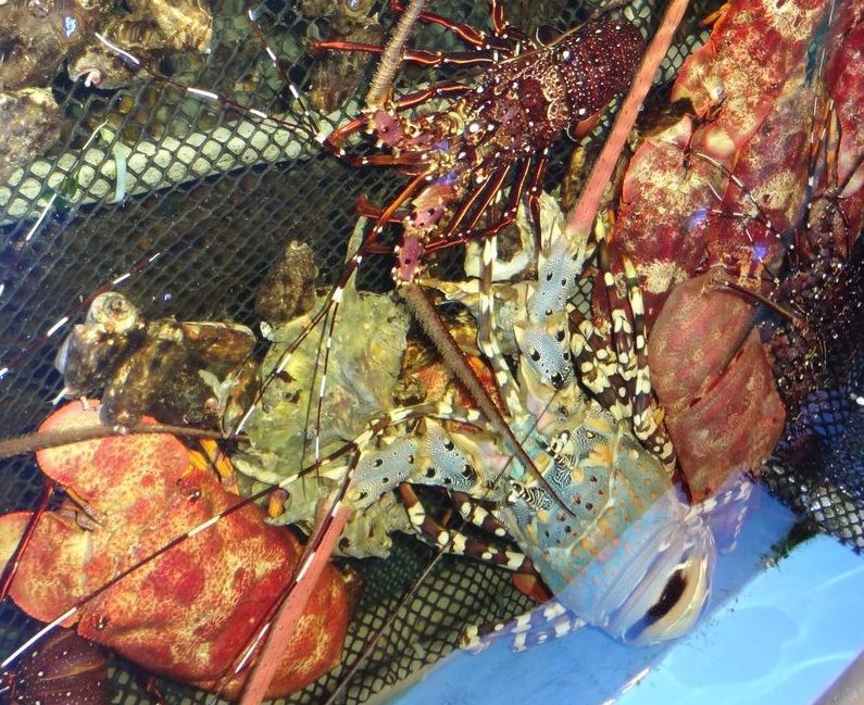 2015厳選の秋食材 海産物編 土佐料理 旬の鰹がゆく 2015厳選の秋食材 海産物編 土佐料理 旬の鰹がゆく