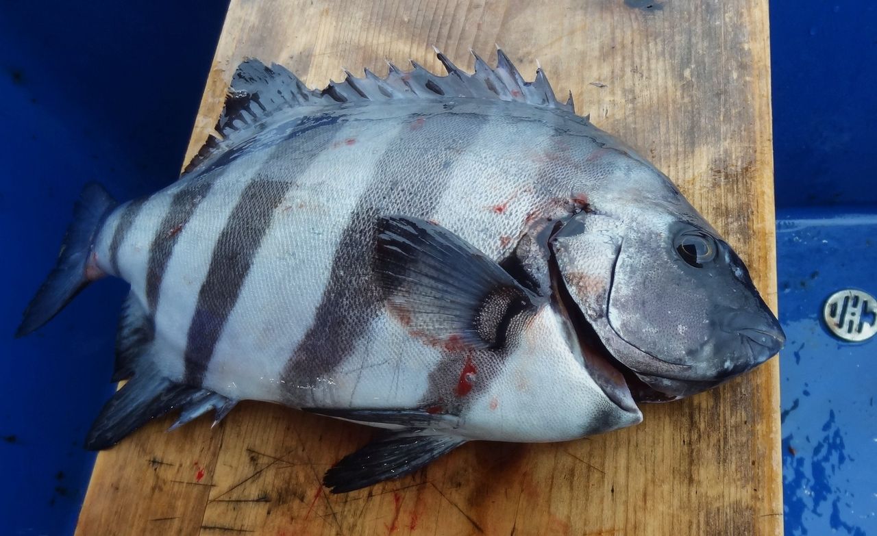 50 石鯛 締め方 すべての魚の画像 50 石鯛 締め方 すべての魚の画像