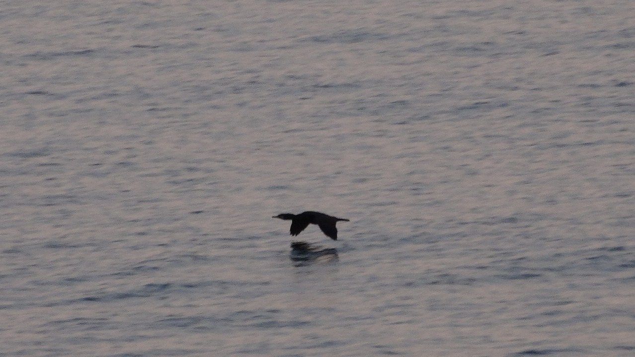 黒鷺 クロサギ 土佐料理 旬の鰹がゆく