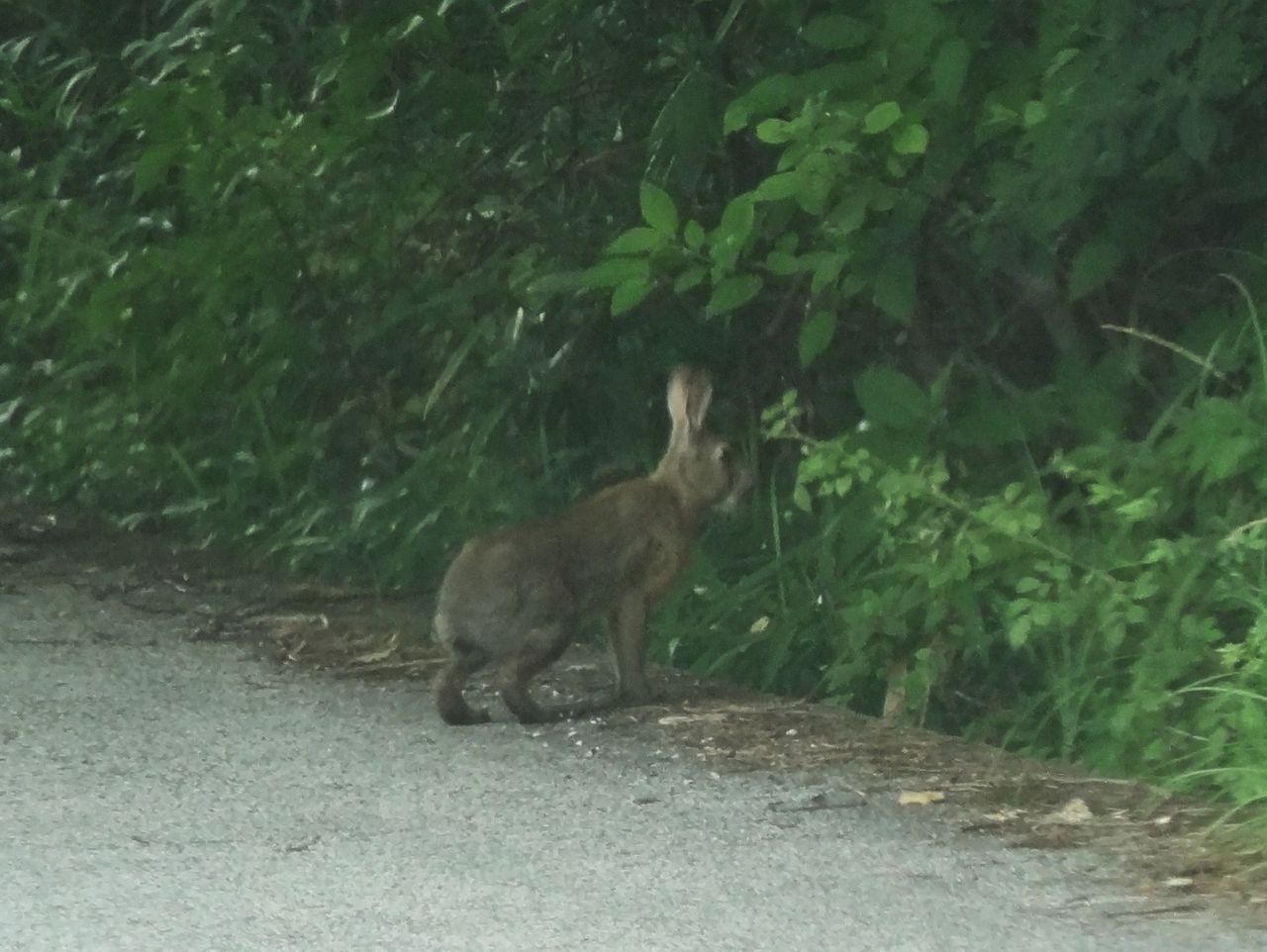 ニホンノウサギ 土佐料理 旬の鰹がゆく