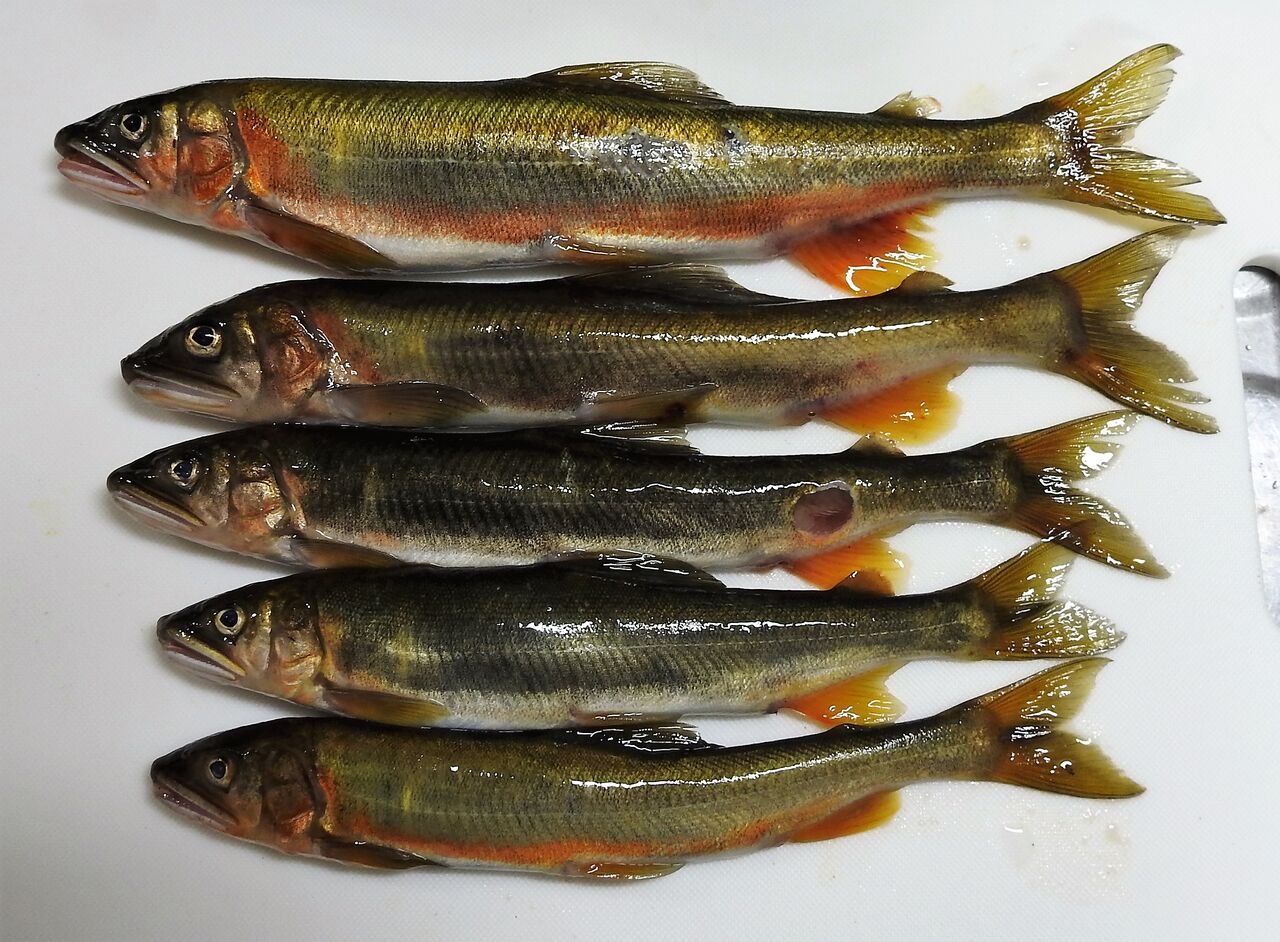 落ち 鮎 と は