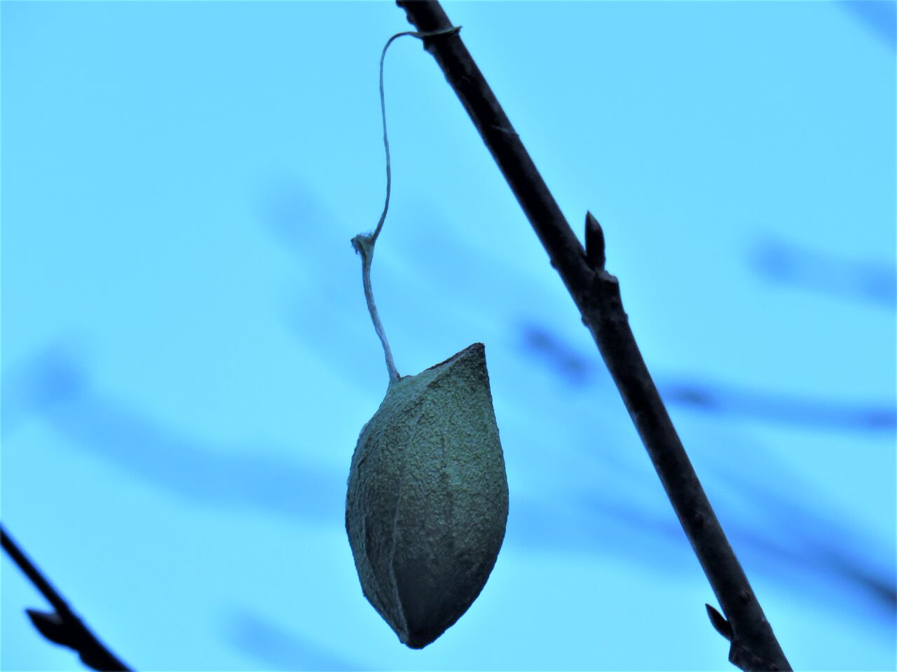 天蚕ウスタビガの美しい繭 土佐料理 旬の鰹がゆく