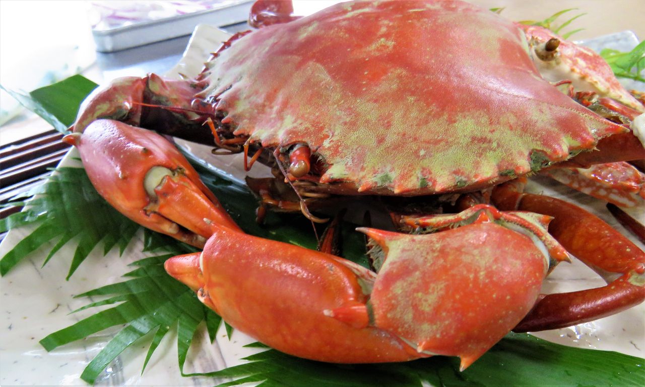 高知の美味しいカニ 土佐料理 旬の鰹がゆく