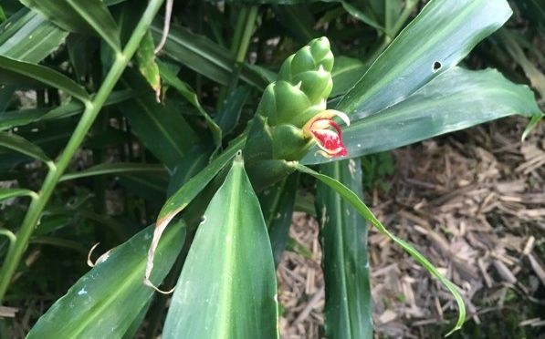 ジンジャーの花と生姜の花 土佐料理 旬の鰹がゆく