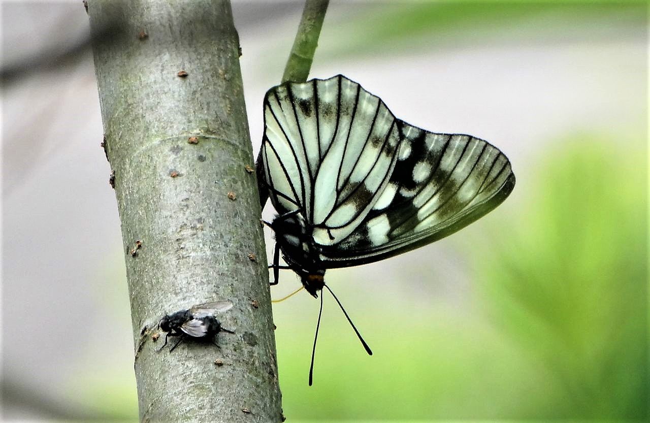 ヤナギの樹液は実に豊か 土佐料理 旬の鰹がゆく