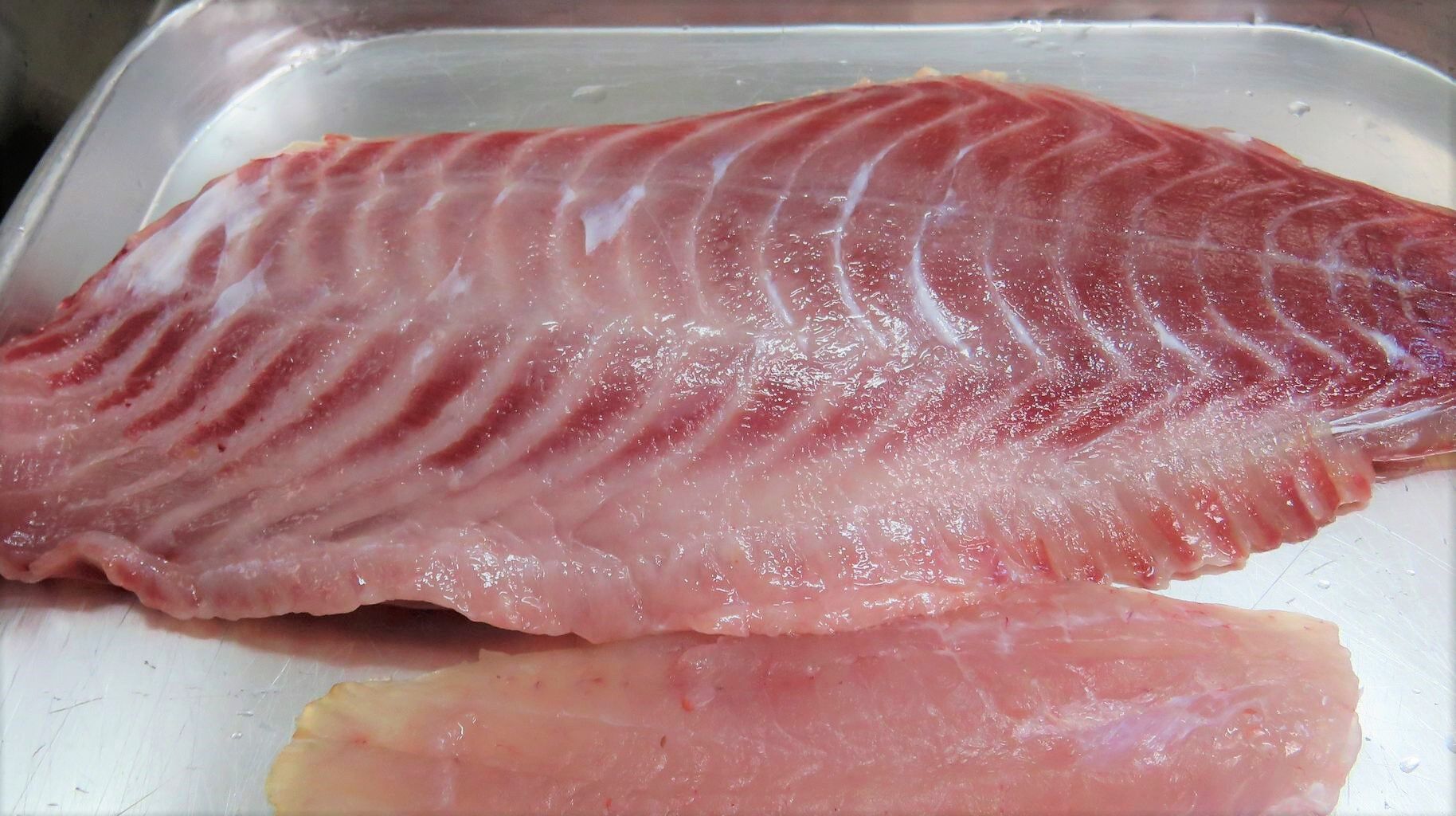 pacific girls bbw 香南市初夏の旬魚厳選三種フエダイ（梅雨明け編） : 土佐料理 旬の鰹がゆく！