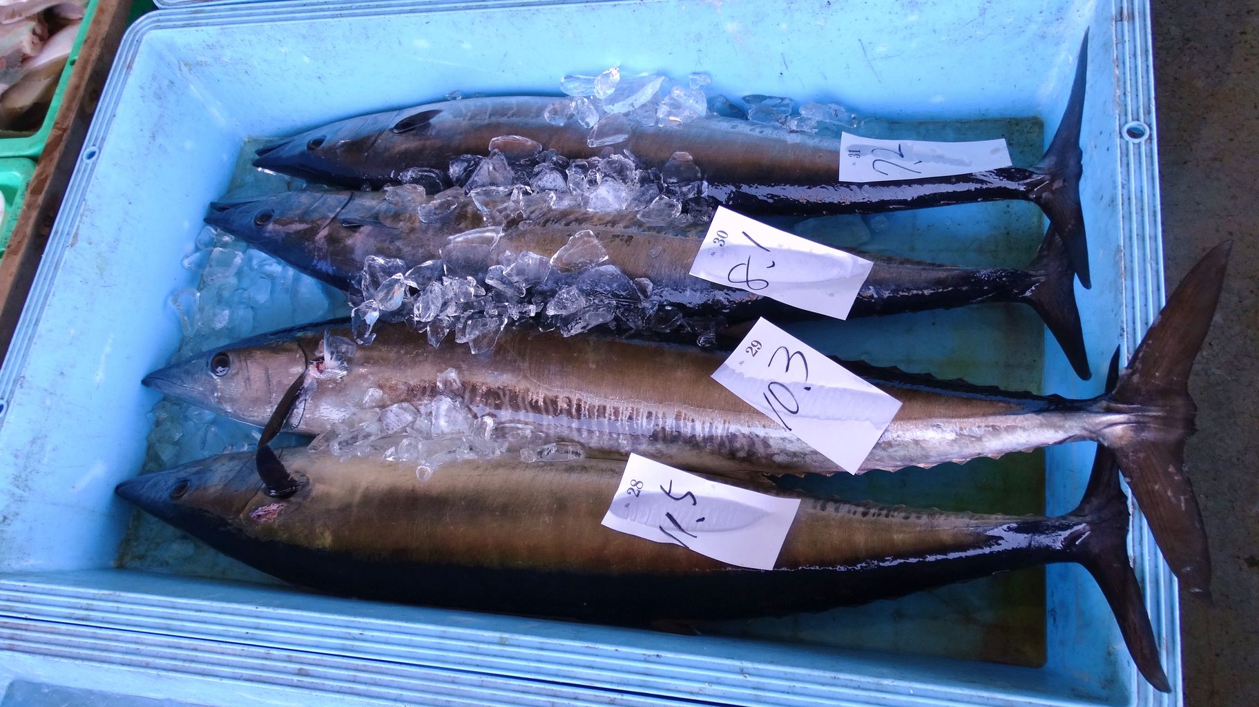 オキザワラ カマスサワラ 土佐料理 旬の鰹がゆく オキザワラ カマスサワラ 土佐料理 旬の鰹がゆく