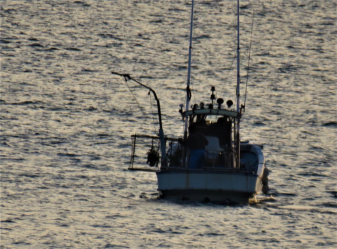 高知の食材 海産物 水産資源 土佐料理 旬の鰹がゆく 高知の食材 海産物 水産資源 土佐料理 旬の鰹がゆく