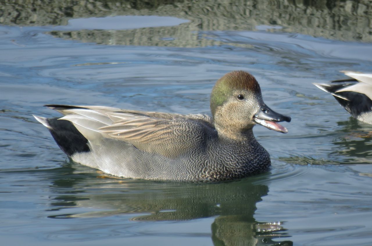 オカヨシガモ生殖羽 土佐料理 旬の鰹がゆく