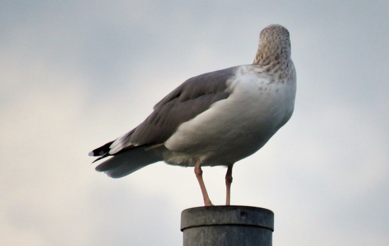 寒い季節の片足立ち 土佐料理 旬の鰹がゆく