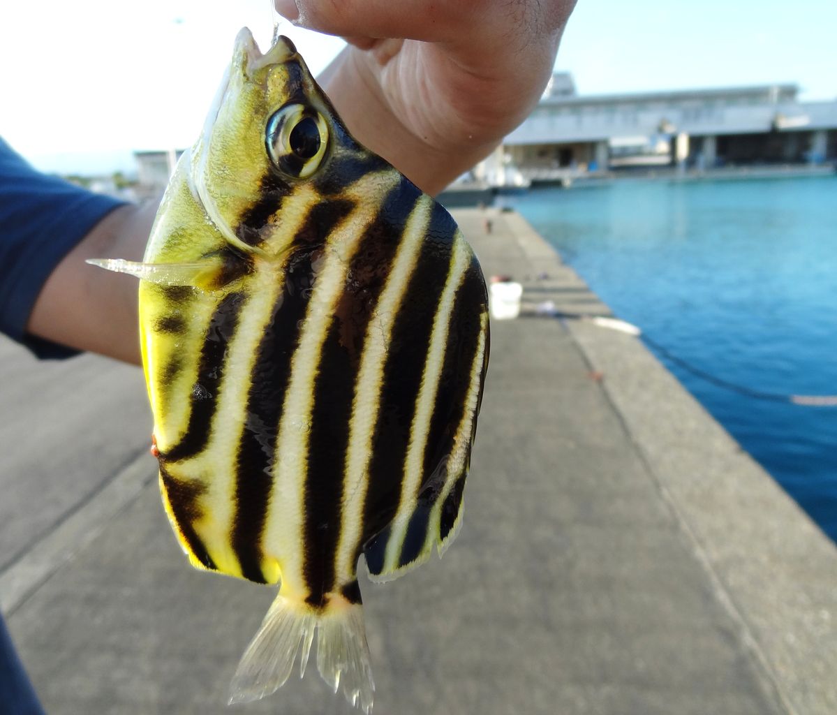秋の吉川漁港 土佐料理 旬の鰹がゆく 秋の吉川漁港 土佐料理 旬の鰹がゆく