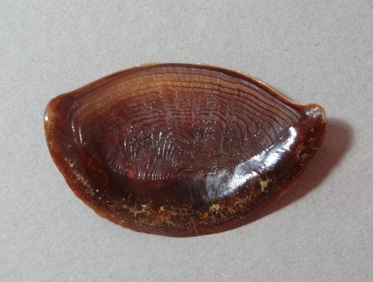 陣貝とも呼ばれる法螺貝 ホラガイの内臓には毒がある 土佐料理 旬の鰹がゆく