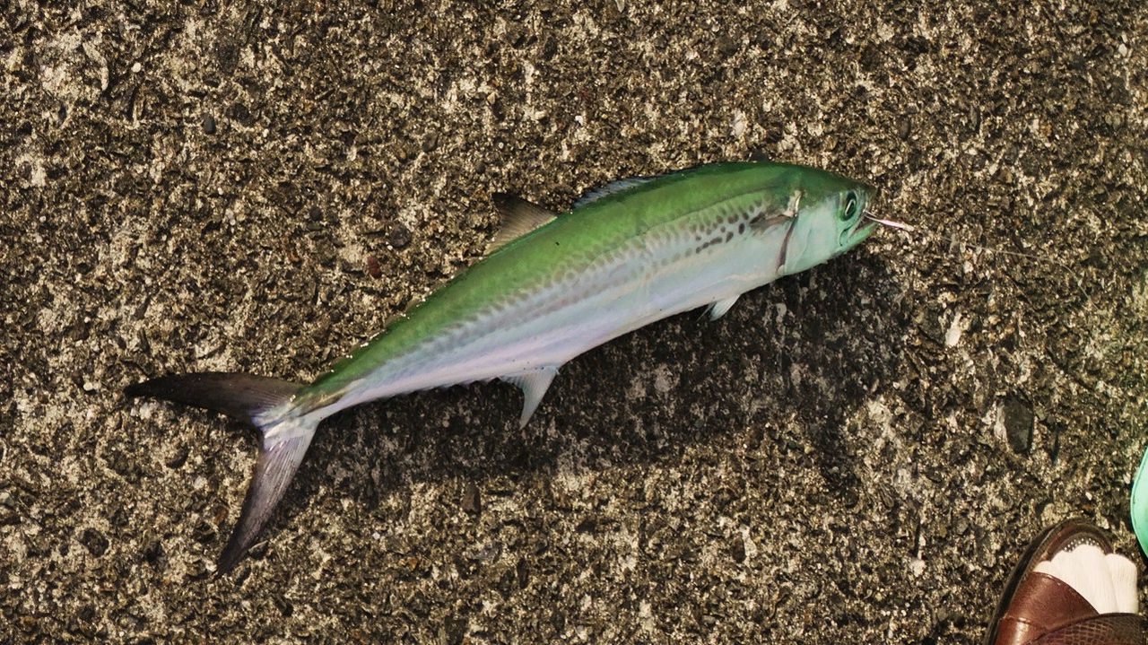 初冬の堤防釣り 土佐料理 旬の鰹がゆく