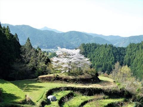 奥有瀬の一本桜