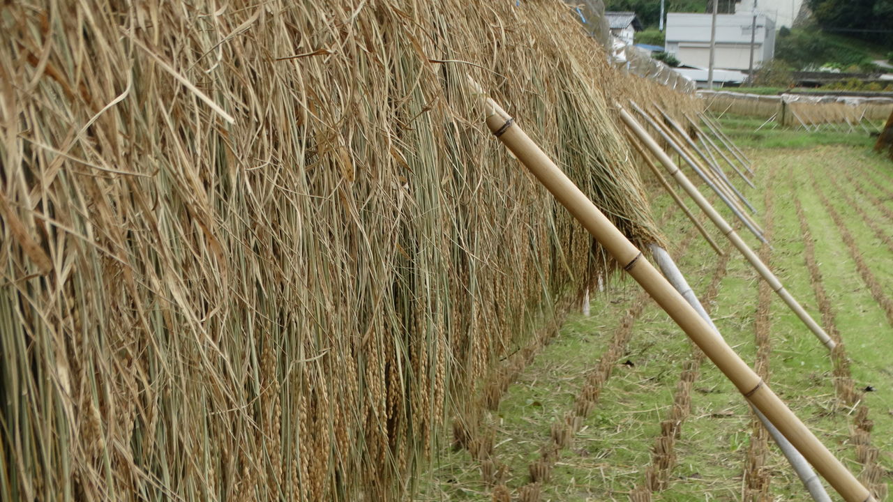 稲架掛け はさかけ 土佐料理 旬の鰹がゆく 稲架掛け はさかけ 土佐料理 旬の鰹がゆく