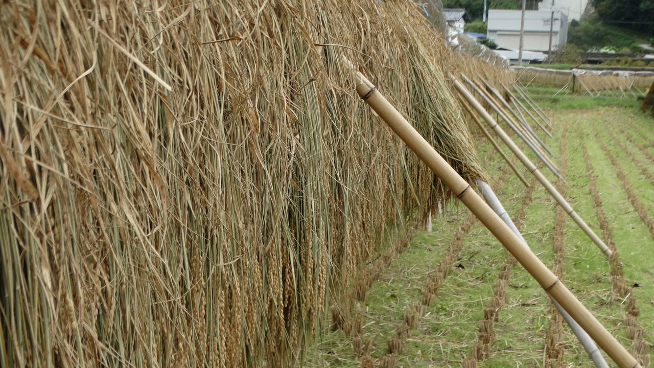 稲架掛け はさかけ 土佐料理 旬の鰹がゆく