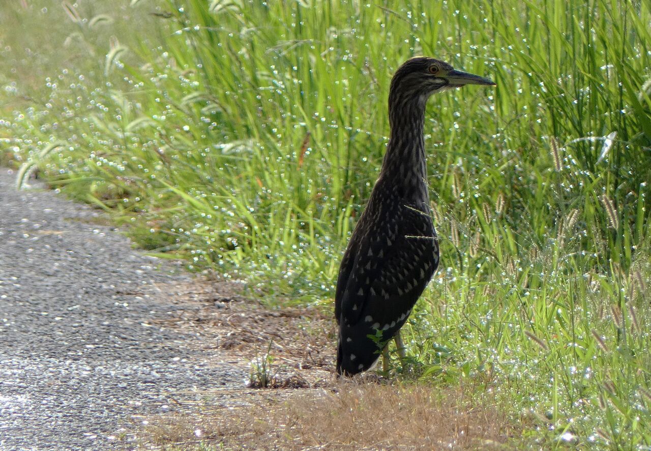 今秋の稲の出来栄えは 土佐料理 旬の鰹がゆく