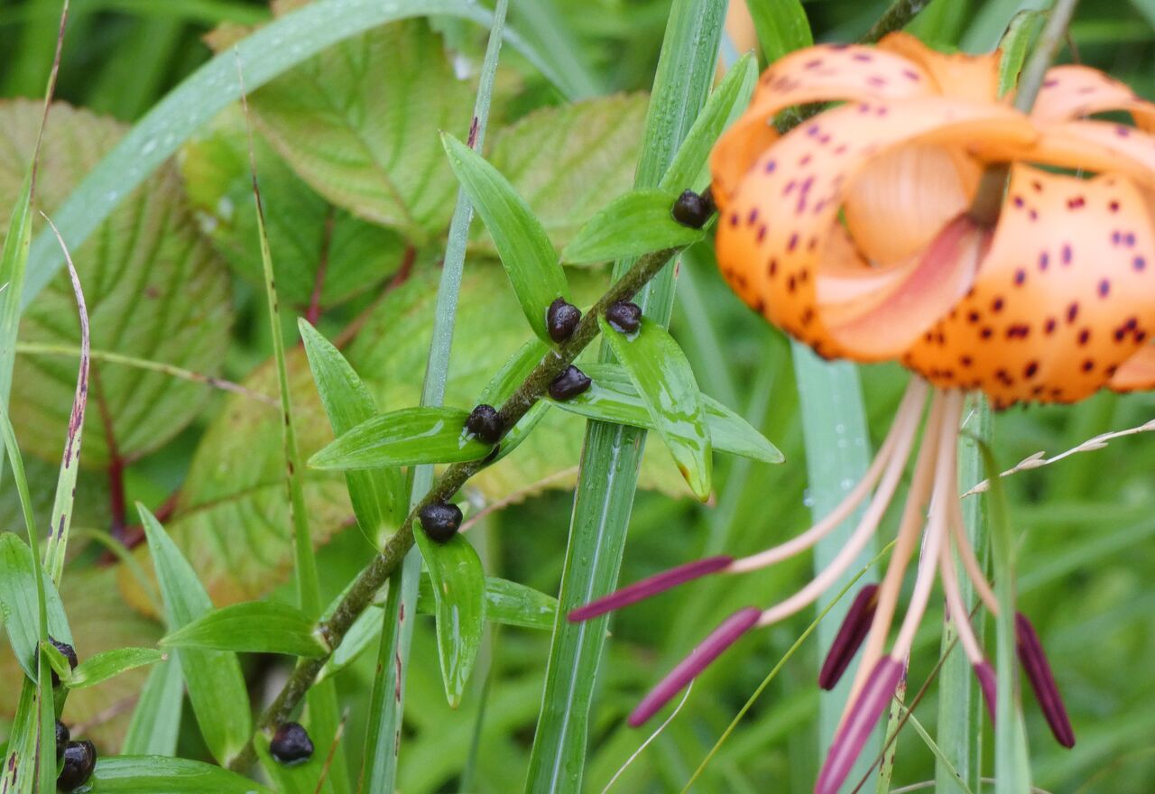 匍匐茎stolonと走出枝runner 土佐料理 旬の鰹がゆく