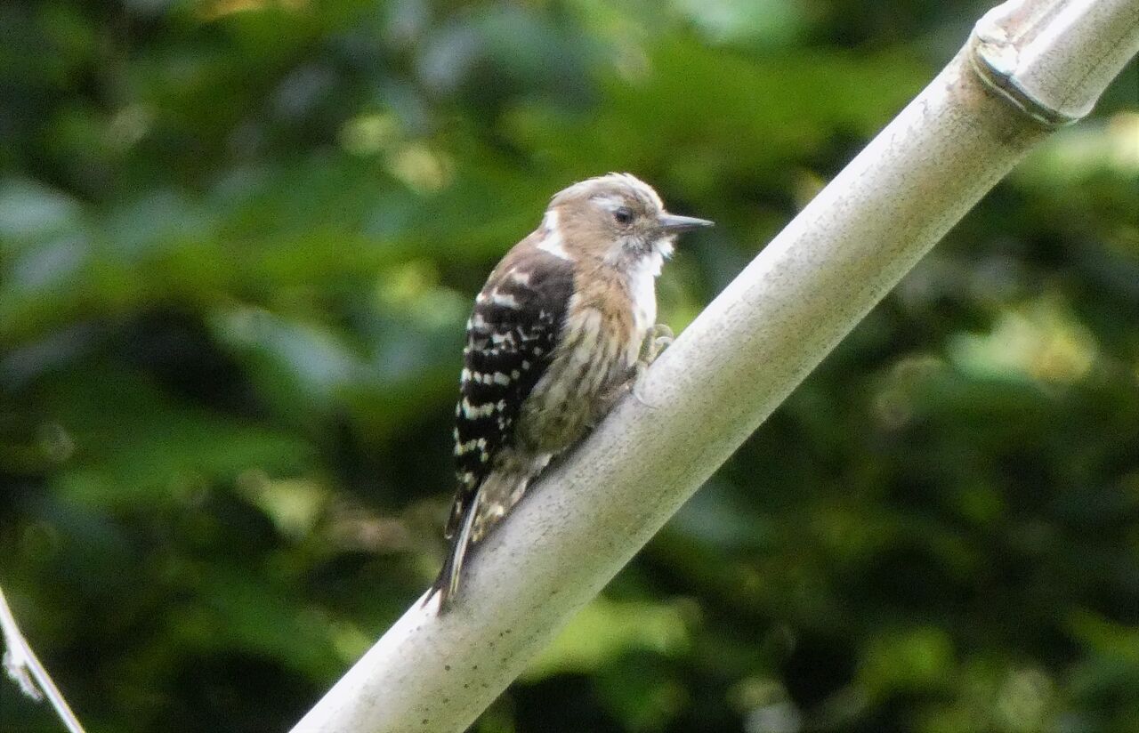 初夏のコゲラ 土佐料理 旬の鰹がゆく 初夏のコゲラ 土佐料理 旬の鰹がゆく