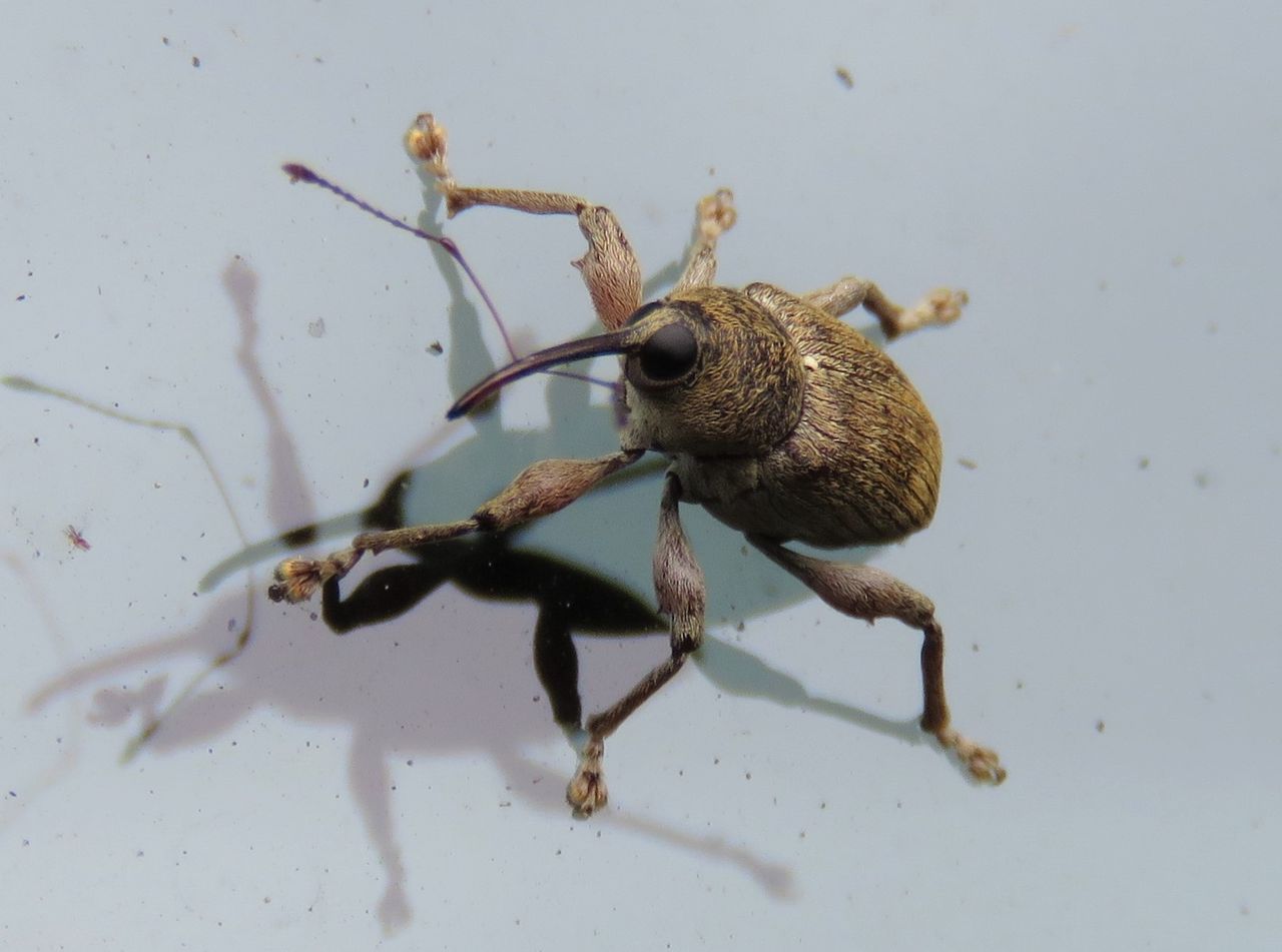 栗の虫 土佐料理 旬の鰹がゆく