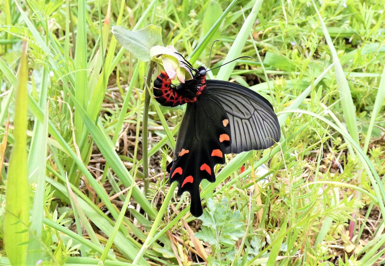 ジャコウアゲハの産卵 土佐料理 旬の鰹がゆく
