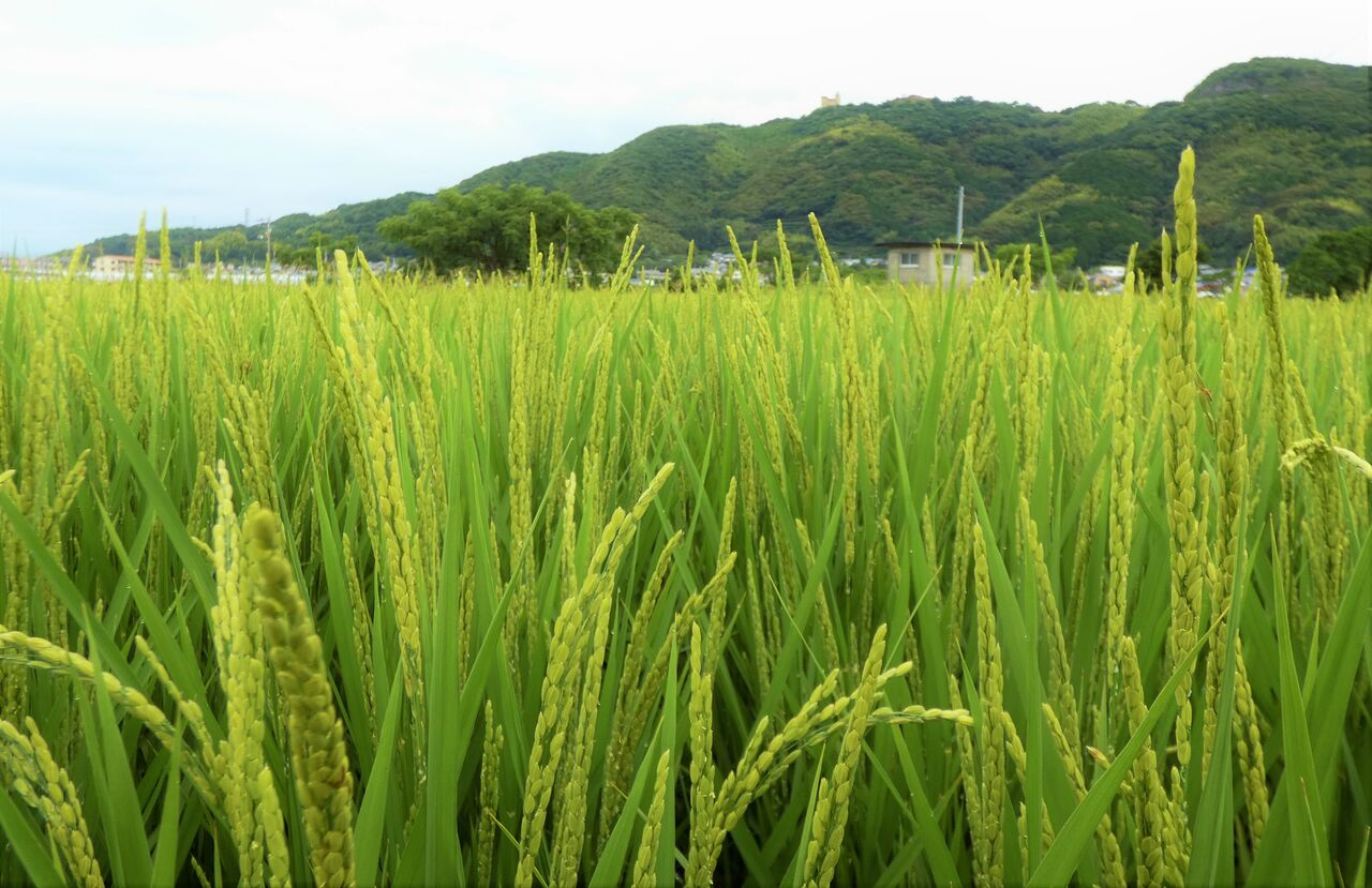 花が咲き穂が垂れる 土佐料理 旬の鰹がゆく