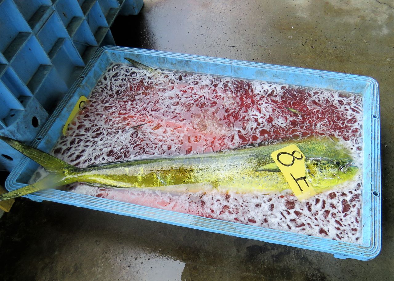 秋の手結漁港で水揚げされていた大型マグロ類 土佐料理 旬の鰹がゆく 秋の手結漁港で水揚げされていた大型マグロ類 土佐料理 旬の鰹がゆく