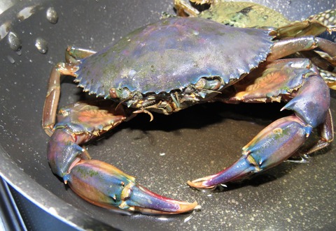 高知の食材 海産物 水産資源 土佐料理 旬の鰹がゆく