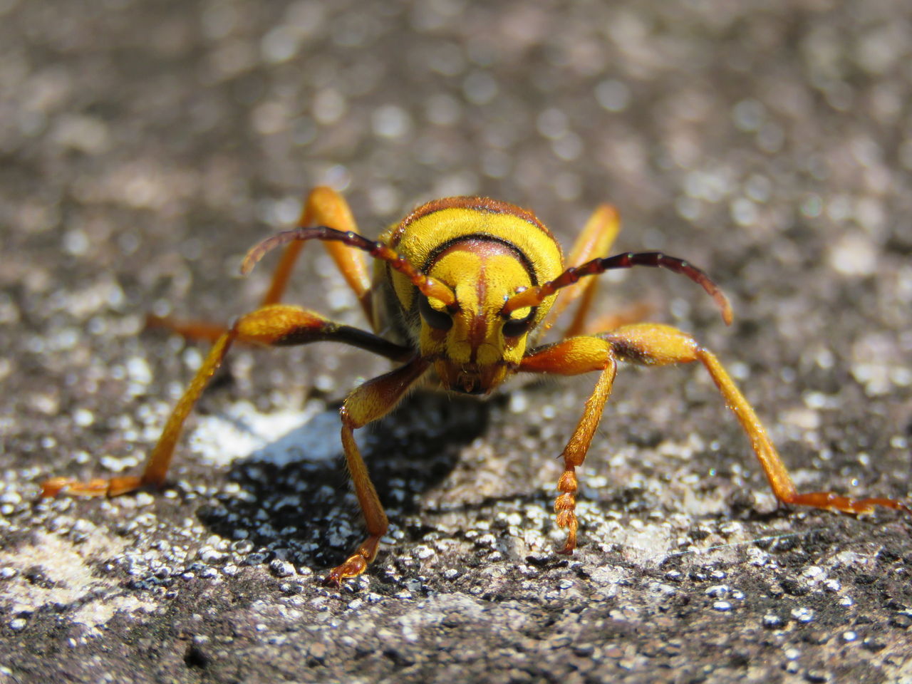 ハチモドキハナアブ 土佐料理 旬の鰹がゆく