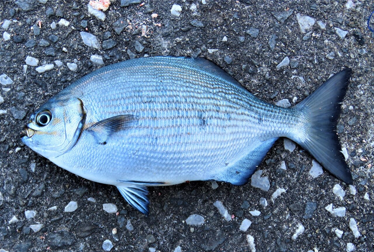 岸壁で釣った旬の磯魚をより美味しくいただく工夫 土佐料理 旬の鰹がゆく
