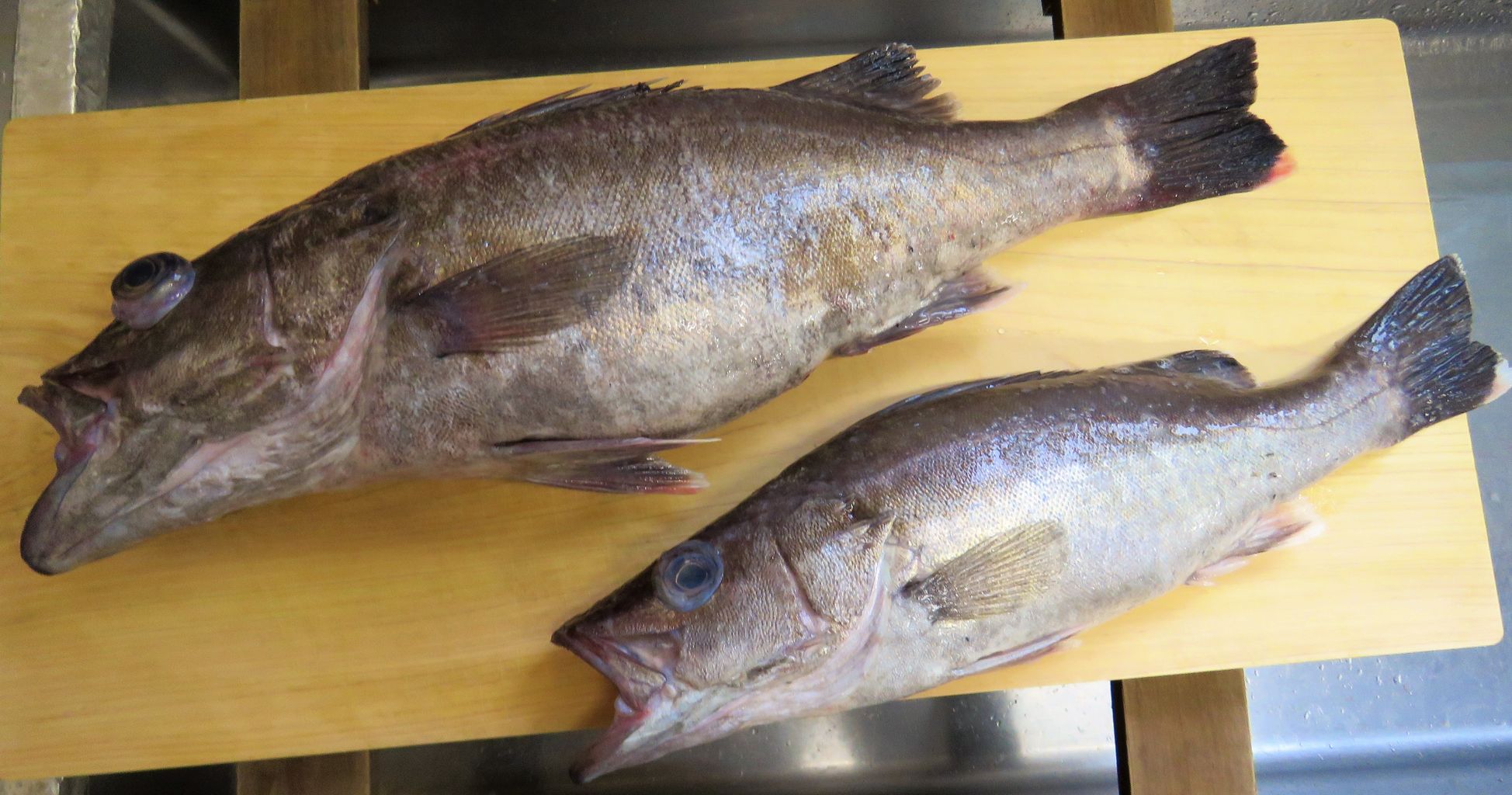 魚種の和名はアラ 土佐料理 旬の鰹がゆく