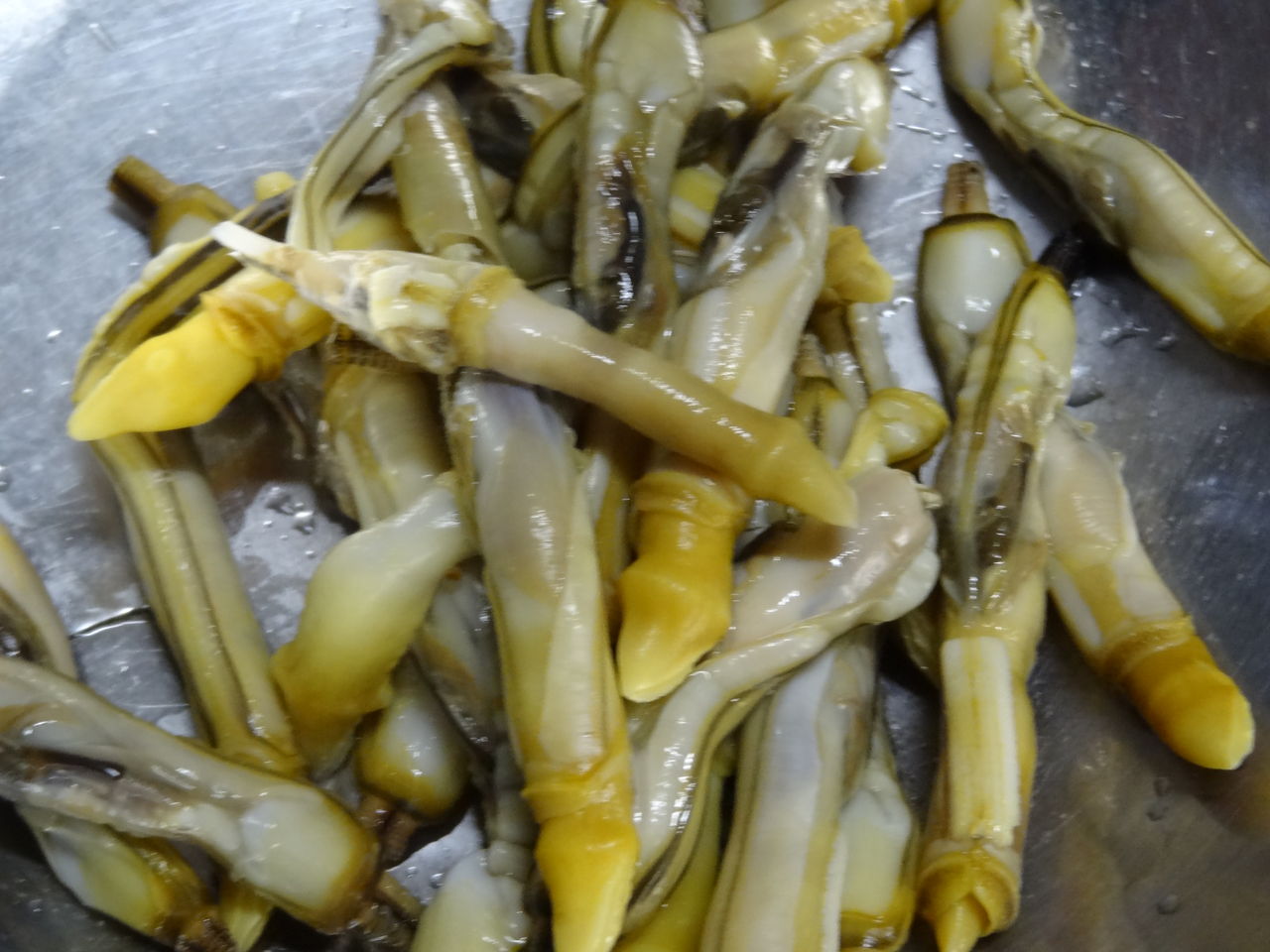 マテガイ 土佐料理 旬の鰹がゆく マテガイ 土佐料理 旬の鰹がゆく