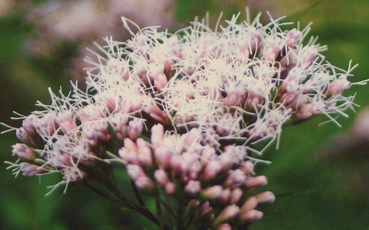 フジバカマ 土佐料理 旬の鰹がゆく