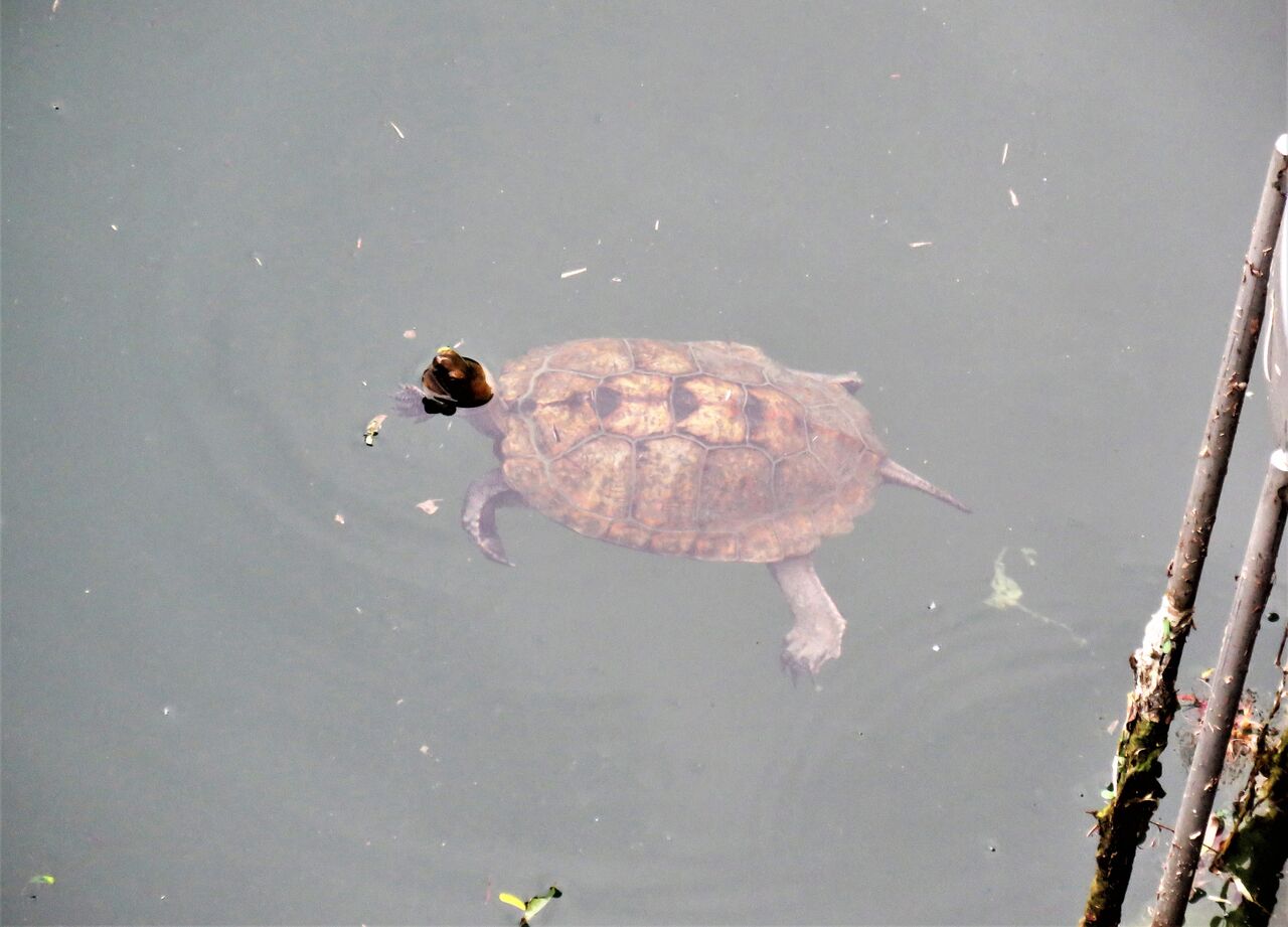 貯水池に複数のニホンイシガメ 土佐料理 旬の鰹がゆく