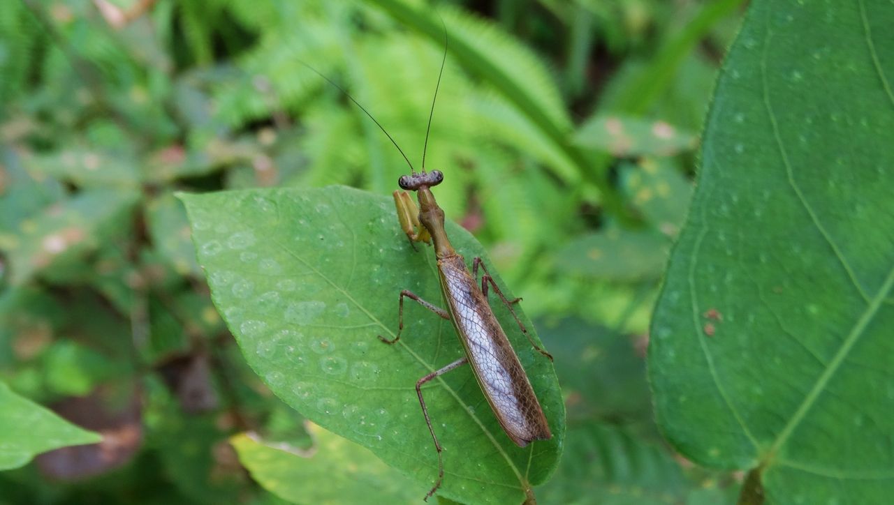 姫蟷螂 ヒメカマキリ 土佐料理 旬の鰹がゆく 姫蟷螂 ヒメカマキリ 土佐料理 旬の鰹がゆく
