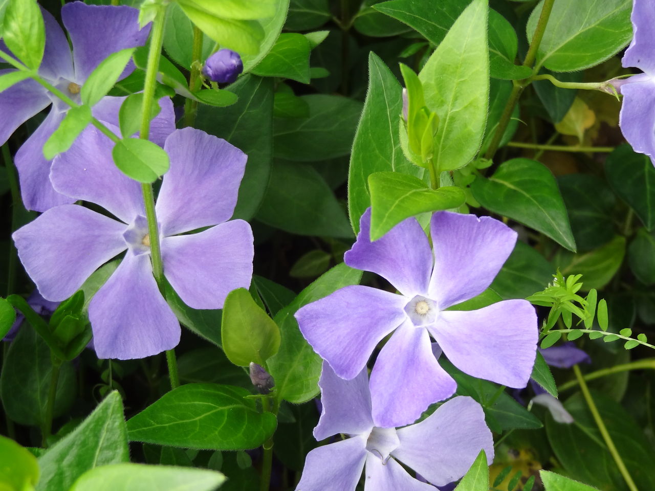 紫の花 春 5枚