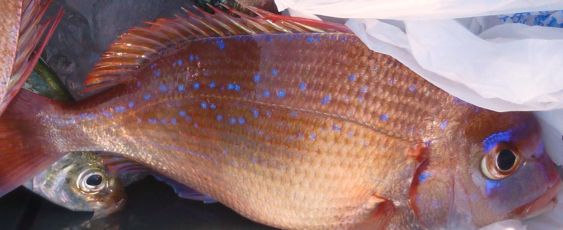 旬の魚 レンコダイ 土佐料理 旬の鰹がゆく 旬の魚 レンコダイ 土佐料理 旬の鰹がゆく