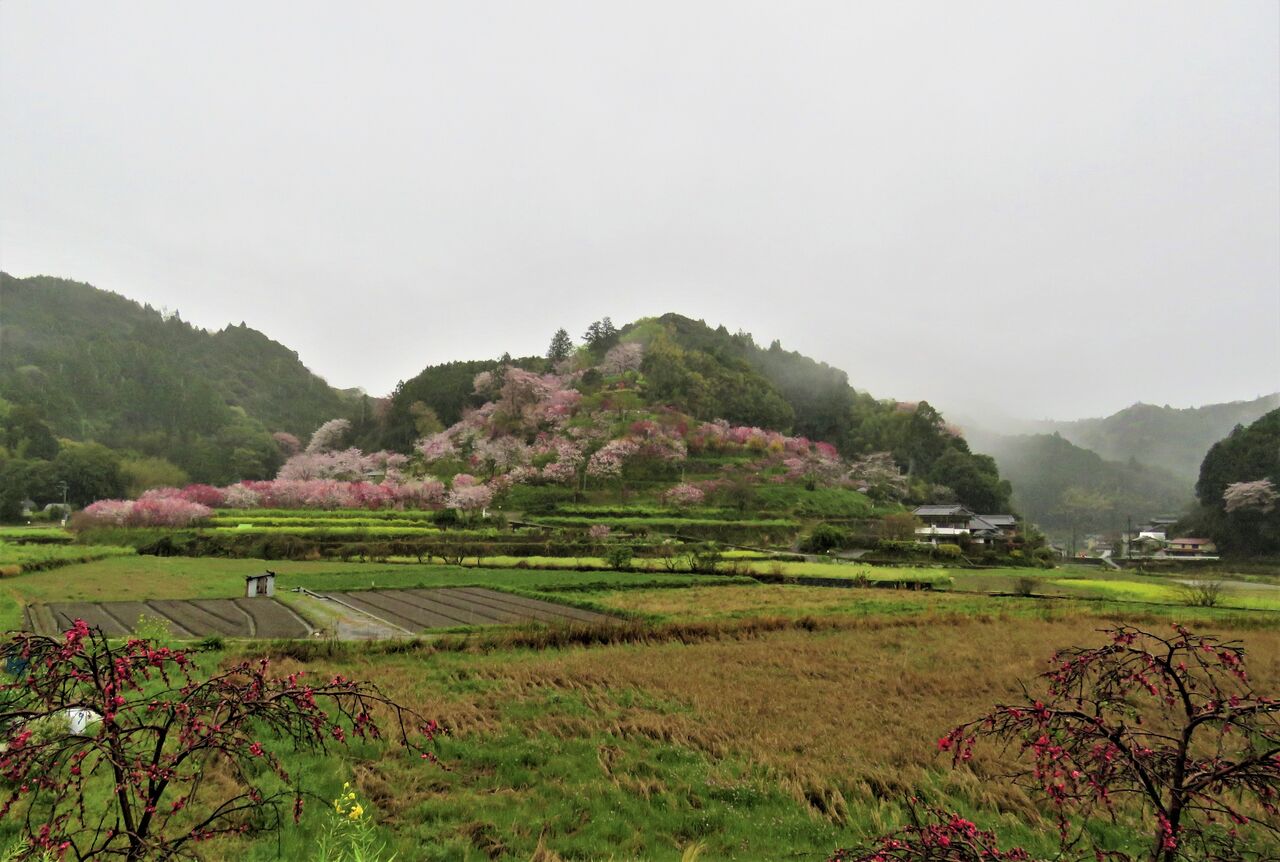 菜種梅雨に煙る花公園 土佐料理 旬の鰹がゆく