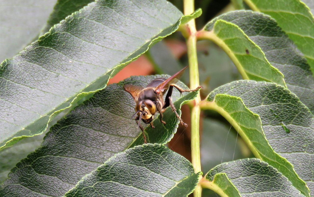 高知の蜂 ハチ 土佐料理 旬の鰹がゆく