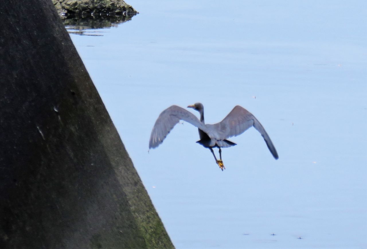 アマサギとクロサギ 土佐料理 旬の鰹がゆく