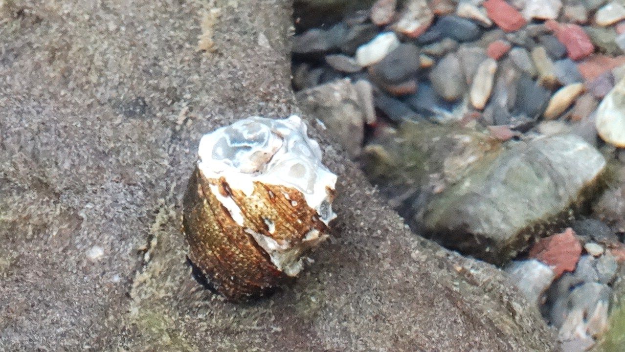 石巻貝 イシマキガイ 土佐料理 旬の鰹がゆく 石巻貝 イシマキガイ 土佐料理 旬の鰹がゆく