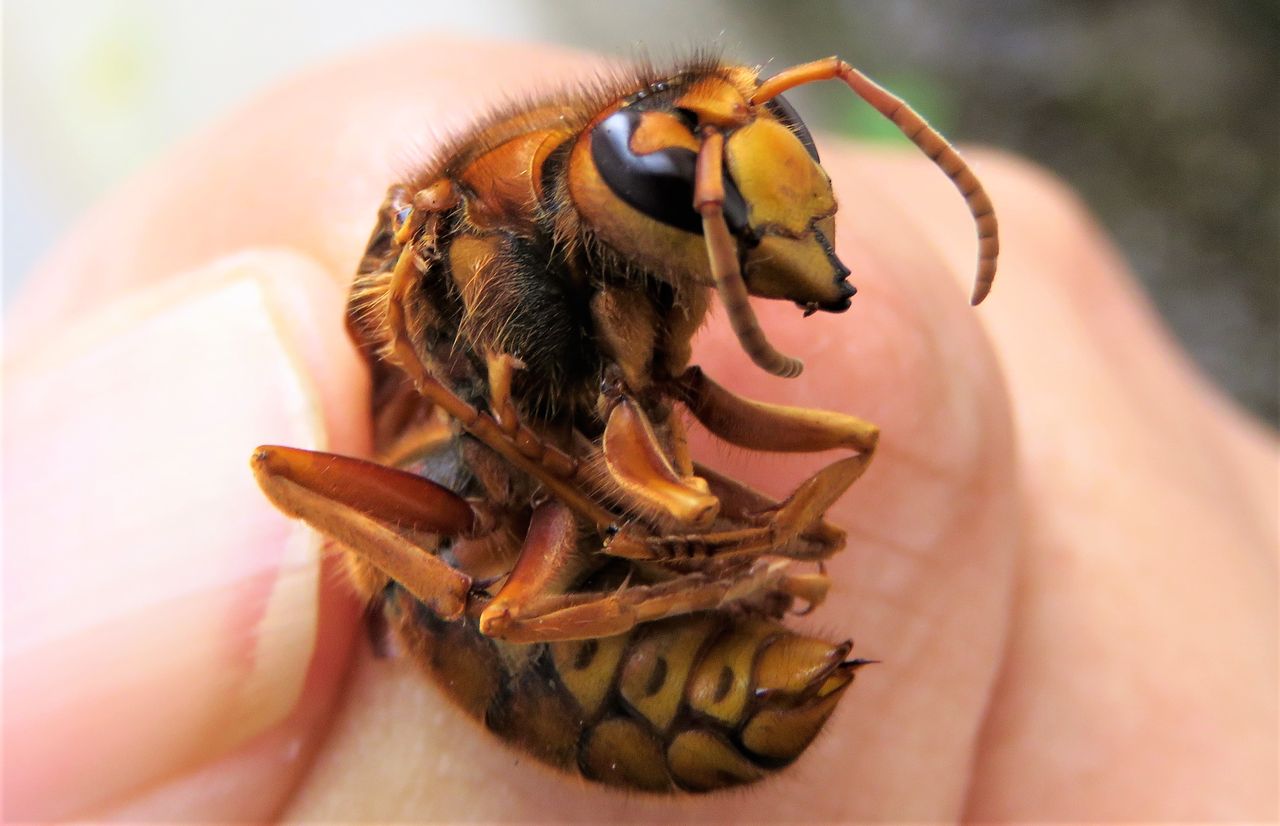 キイロスズメバチの巨大な巣 土佐料理 旬の鰹がゆく