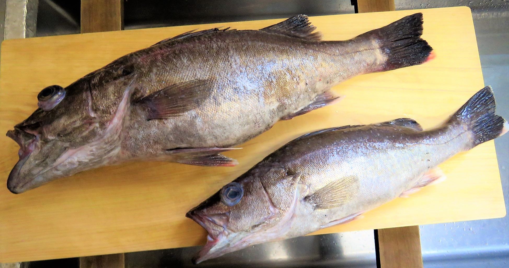 マハタ属以外のハタ科の魚種を料理する 土佐料理 旬の鰹がゆく