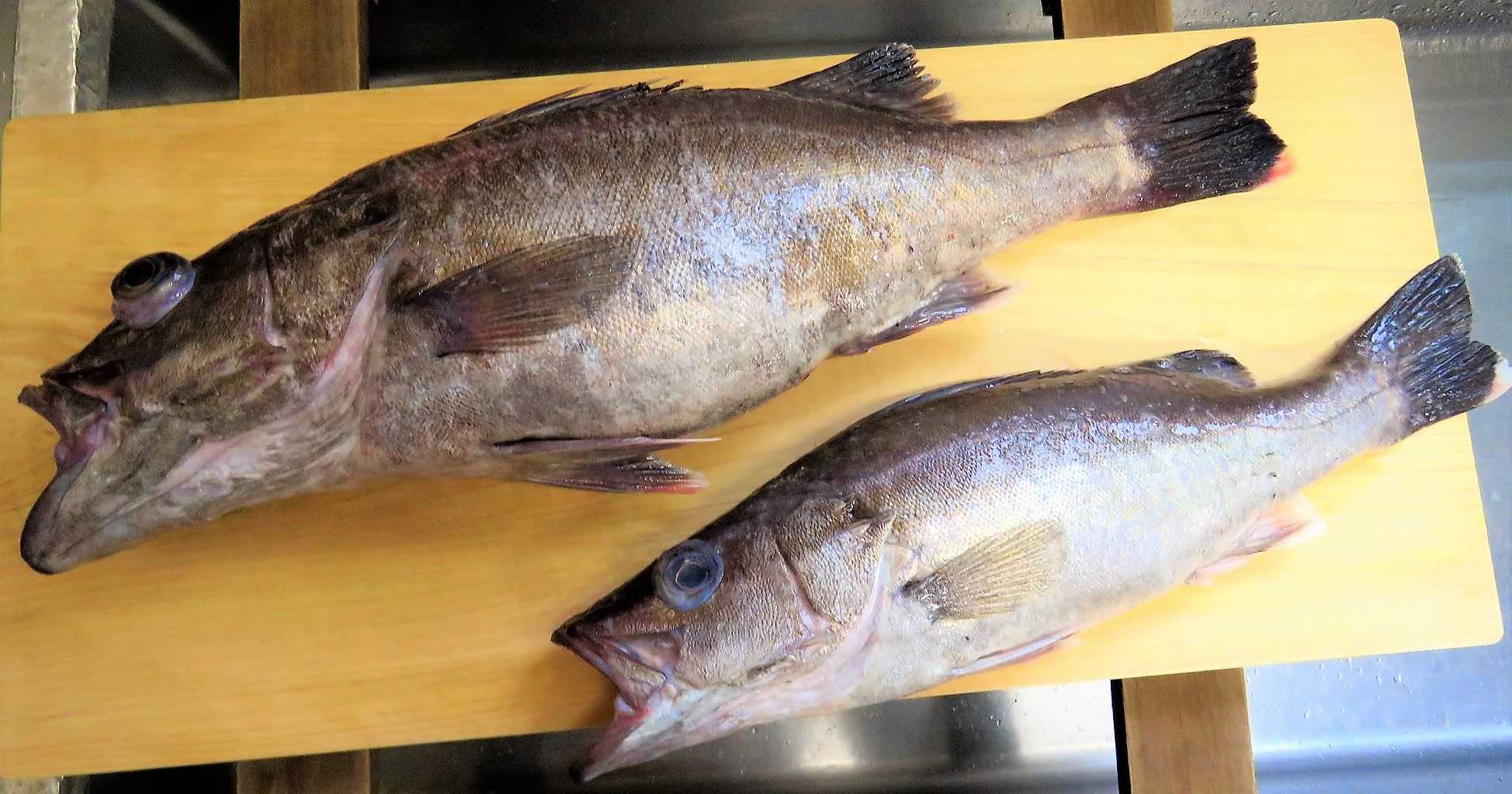 マハタ属以外のハタ科の魚種を料理する 土佐料理 旬の鰹がゆく マハタ属以外のハタ科の魚種を料理する 土佐料理 旬の鰹がゆく