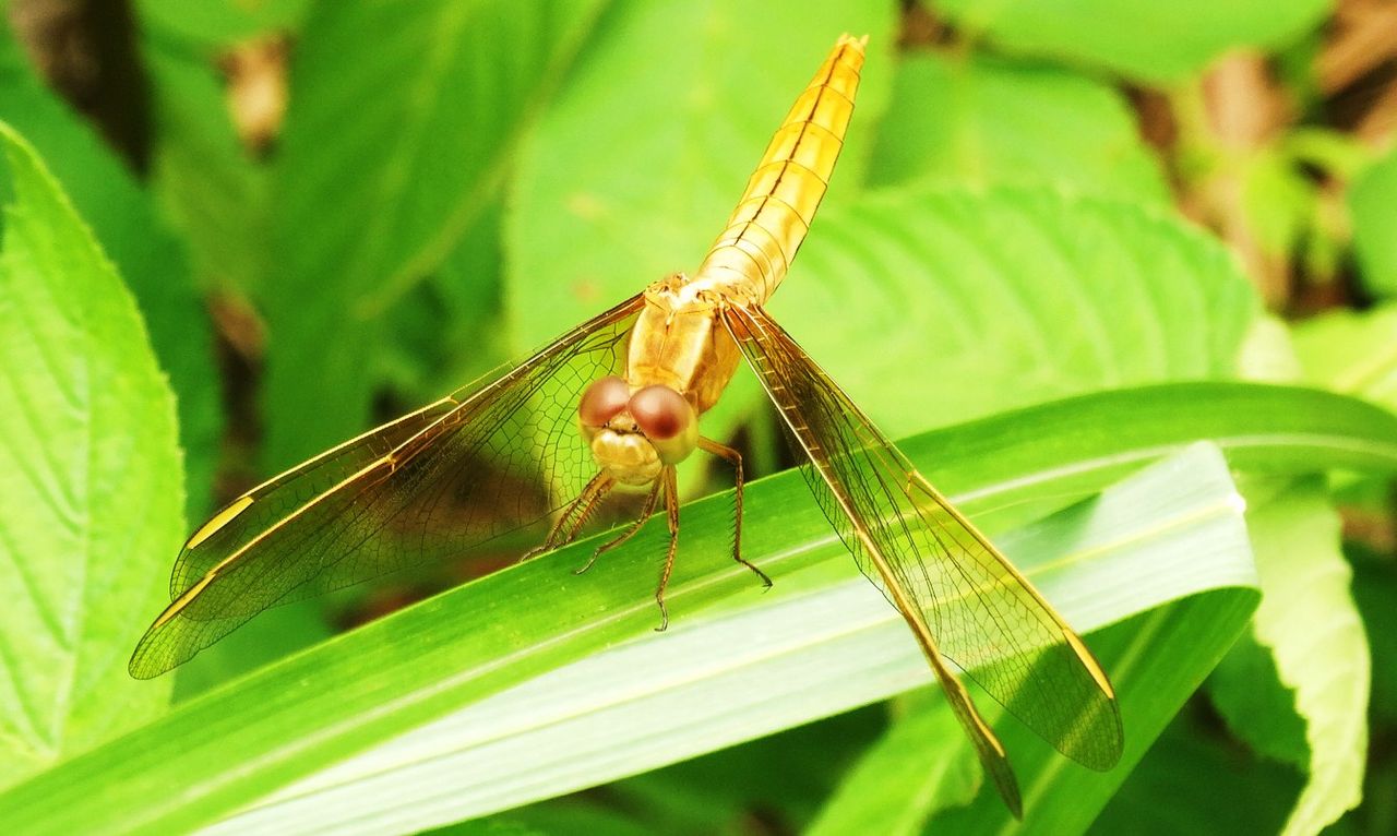世界一の色 : 土佐料理 旬の鰹がゆく！
